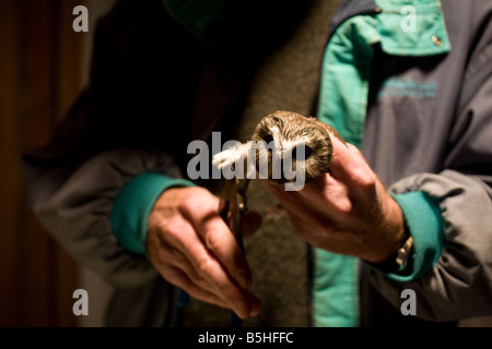 Una sega a nord di stuzzicare il gufo in essendo nastrare al Williams College foresta come parte di un impegno a livello nazionale per tenere traccia dei movimenti del gufo Foto Stock