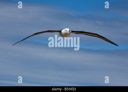 Nero-browed Albatross in volo Foto Stock