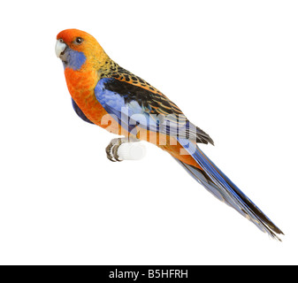 Crimson Rosella Platycercus elegans davanti a uno sfondo bianco Foto Stock