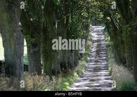 Sun pezzata avenue nella rurale Yorkshire Foto Stock