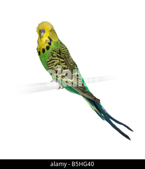 Budgerigar davanti a uno sfondo bianco Foto Stock