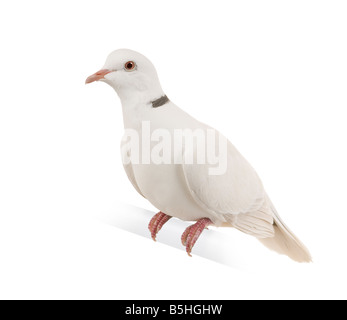 Ringneck colomba di fronte a uno sfondo bianco Foto Stock