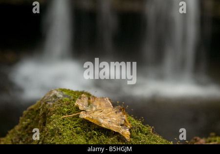 Un morto in foglia di platano su una roccia di muschio in autunno con un fuori fuoco cascata in background Foto Stock