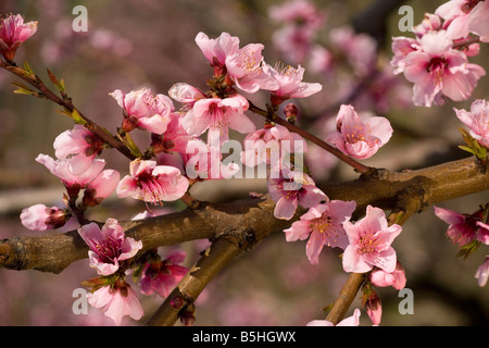 Fiore di pesco Prunus persica in primavera Foto Stock