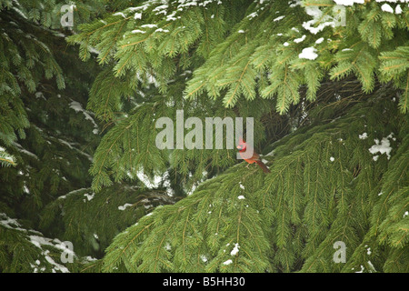 Un cardinale seduto su un ramo di un albero di pino. Foto Stock