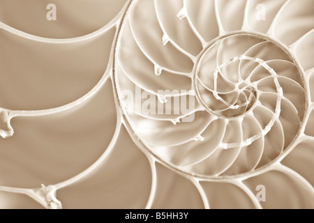 Immagine macro di tagliare via nautilus shell che mostra la sezione aurea spirale e camere interno Foto Stock