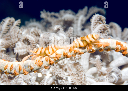 Un paio di gamberetti commensali, Pontonides unciger, che vivono su un mare di corallo nero frusta questi gamberetti assumono il colore del loro ospite Foto Stock