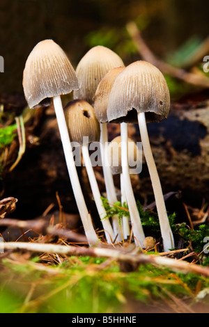 Un mazzetto di Coprinus Micaceus Foto Stock