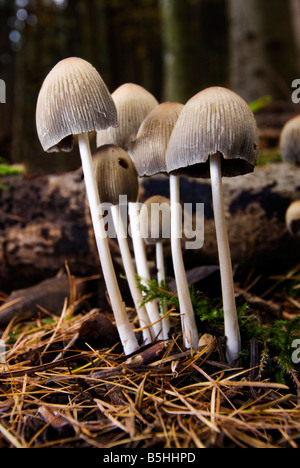 Un mazzetto di Coprinus Micaceus Foto Stock