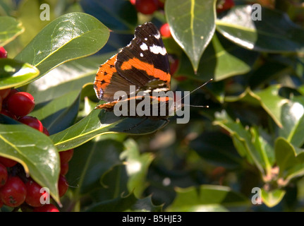 Vanessa Atalanta su Holly Foto Stock