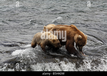 Madre Gizzly orso con cub mangiare salmone, fiume Brooks, Katmai National Park, Alaska Foto Stock