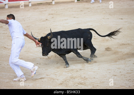 Un unico bull a una lotta con il matador in arena di Saintes Maries de la Mer La Camargue Provenza Francia Europa Foto Stock