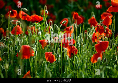 Campo di papaveri al sole Foto Stock