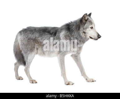 Valle di Mackenzie Wolf 8 anni Canis lupus occidentalis davanti a uno sfondo bianco Foto Stock