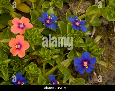 Scarlet Pimpernel entrambi forma blu Anagallis arvense ssp caerulea e scarlatto forma ssp arvense Foto Stock