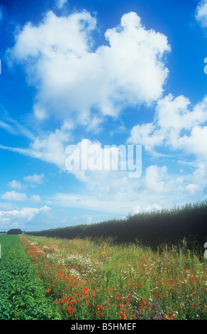 Campo coltivato patate con la fauna selvatica-friendly margine fino a Hawthorn hedge con papaveri malva Oxeye margherite sotto il cielo blu Foto Stock