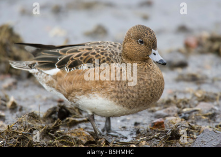 Femmina di fischione (Anas penelope) in piedi sul fango Foto Stock