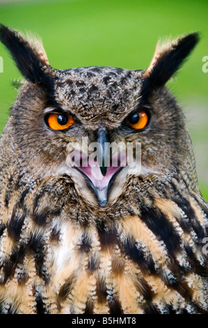 Testa di un gufo reale , nome latino Bubo bubo Foto Stock