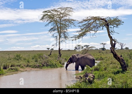 Bolla di elefante africano (Loxodonta africana) bere dal fiume Seronera nel Serengeti Tanzania Foto Stock