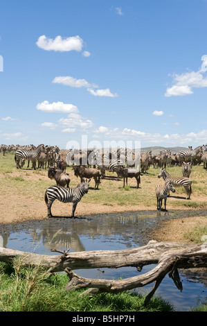 Zebre (Equus guagga) a waterhole a Seronera nel Serengeti Tanzania Foto Stock