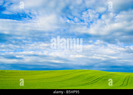 Grano verde delle colline di campo con le nuvole e cielo blu nella regione Palouse di Washington Foto Stock