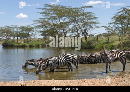 Zebre (Equus guagga) bevendo un waterhole a Seronera nel Serengeti Tanzania Foto Stock