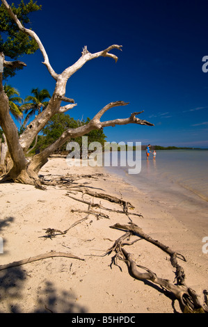 Stati Uniti d'America Florida Florida Keys lungo stato chiave Park Beach Foto Stock