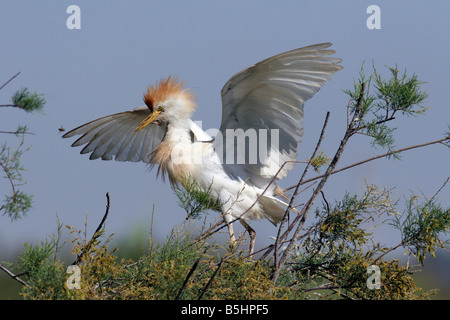 Adulto airone guardabuoi Bubulcus ibis in allevamento piumaggio diffondere le ali e le piume fino Israele molla può 2008 Foto Stock