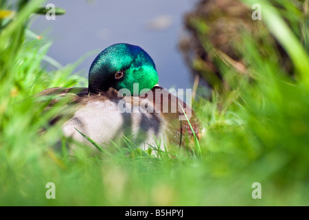 Immagine ravvicinata di un maschio di Mallard duck in appoggio con la sua testa nascosto nel suo piume. Preso contro a sfocare lo sfondo erboso Foto Stock