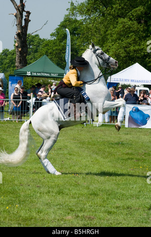 Stalloni andalusi Impennarsi sulle zampe posteriori con una femmina di Rider in costume tradizionale persona in sella ad un cavallo bianco Foto Stock