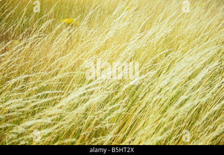 Parte del prato di secco golden festuca rossa o di Festuca rubra erba soffiando nella brezza estiva Foto Stock