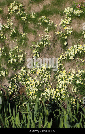 PRIMROSE Primula vulgaris fioritura delle piante sulla sponda ripida Foto Stock