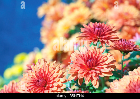 Bella bordeaux crisantemo fiore autunno sfondo vividi Foto Stock