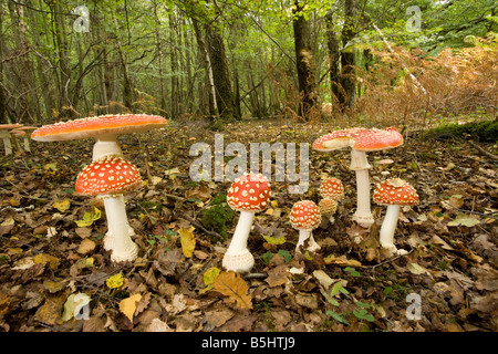 Fly agaric utilizzato come un allucinogeno e come battere killer Foto Stock