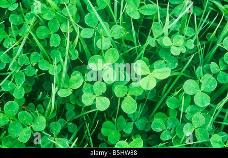 Close up della chiazza di prato o pascolo contenente lussureggiante erba verde e bianco o trifoglio olandese o Trifolium repens Foto Stock