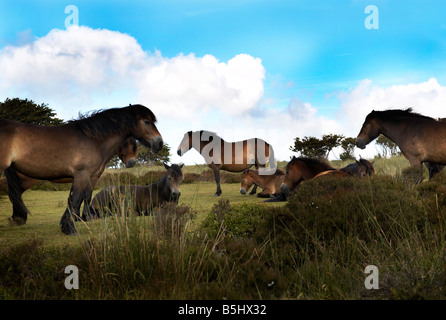 Exmoor pony in gruppo di famiglia in stato d'animo contemplativo a riposo e in ambiente tranquillo Foto Stock