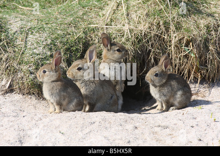 Coniglio Oryctolagus cunniculis ragazzi al BURROW INGRESSO Foto Stock