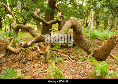 Albero caduto il ramo nel bosco Foto Stock