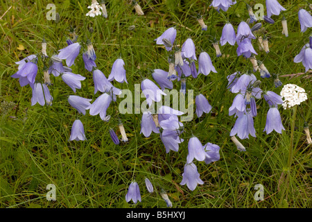 Harebell Campanula rotundifolia Scozia Scotland Foto Stock