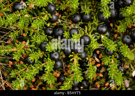 Ermafroditi forma di crowberry Empetrum hermaphroditum E nigrum ssp hermaphroditum frutta in Scozia Foto Stock