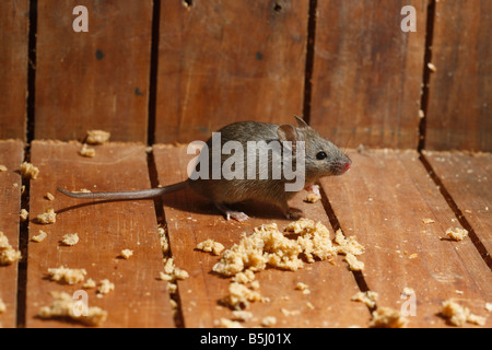 House mouse Mus musculus Midlands UK Foto Stock