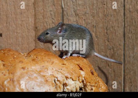 House mouse Mus musculus Midlands UK Foto Stock