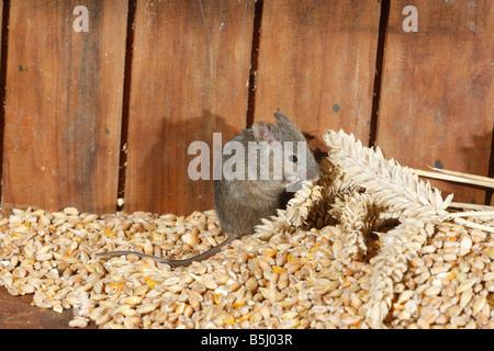 House mouse Mus musculus Midlands UK Foto Stock