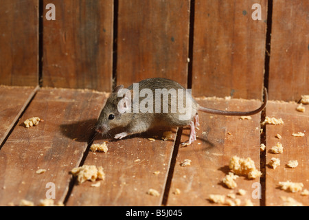 House mouse Mus musculus Midlands UK Foto Stock