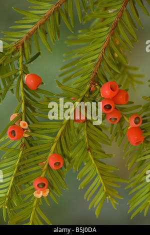 Yew Tree in autunno con bacche mature Foto Stock