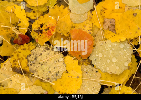Caduta foglie di Aspen sul bagnato giorni di autunno Foto Stock