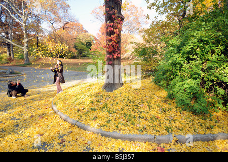 Paio di fotografare sotto il gingko albero a central park in autunno quando le foglie cambiando colore Foto Stock