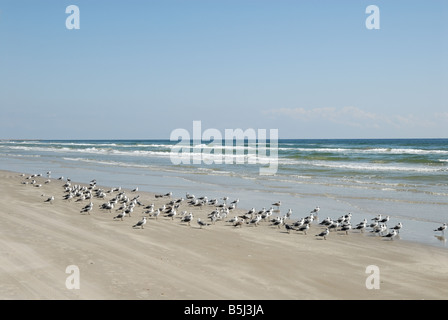 Gabbiani sulla spiaggia di Padre Island, South Texas USA Foto Stock