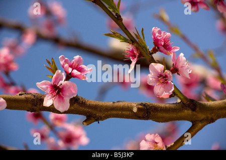 Fiore di pesco Prunus persica in primavera Foto Stock
