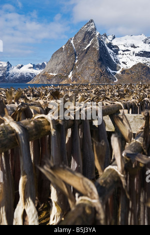 Il Merluzzo Baccalà appendere su legno stenditoi in inverno con la ripida montagna picco in distanza, Hamnøy, Isole Lofoten in Norvegia Foto Stock